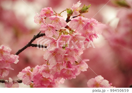 河津桜 99450659
