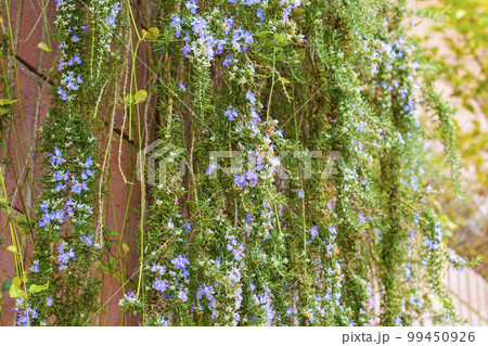 A purple flowering Rosemary plant with flowers in garden A purple flowering Rosemary plant with flowers in garden 99450926