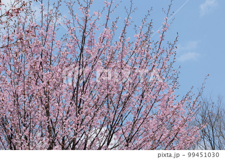桜(空背景) 桜(空背景) 99451030