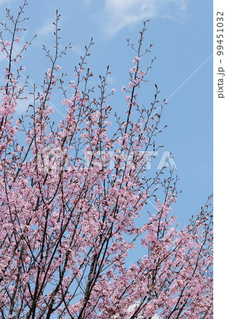 桜(空背景) 桜(空背景) 99451032