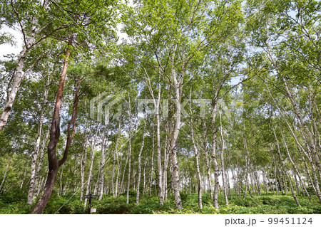 長野県　佐久穂町　夏　白樺群生地 99451124