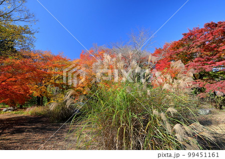 埼玉県比企郡嵐山町鎌形　嵐山渓谷の紅葉したもみじとススキ 99451161