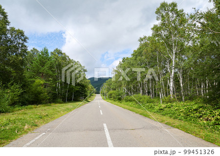 長野県 佐久穂町 夏 白樺群生地 長野県 佐久穂町 夏 白樺群生地 99451326