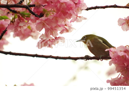 河津桜とめじろ 河津桜とめじろ 99451354
