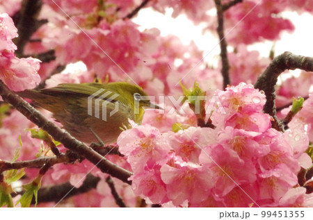 河津桜とめじろ 河津桜とめじろ 99451355