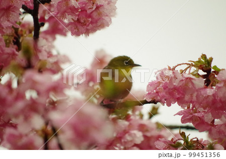 河津桜とめじろ 河津桜とめじろ 99451356