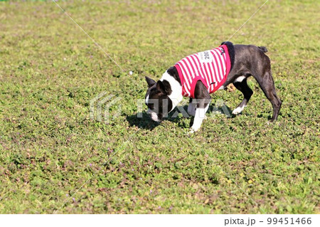 ドックランで草の匂いを嗅ぐボーダーシャツを着た可愛いボストンテリアのマイティ君 ドックランで草の匂いを嗅ぐボーダーシャツを着た可愛いボストンテリアのマイティ君 99451466