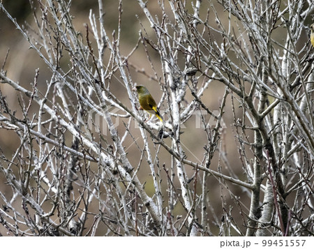 木の枝にとまるカワラヒワ 99451557