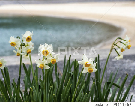 たくさん咲く水仙の花 たくさん咲く水仙の花 99451562