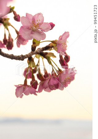 河津桜 99451723