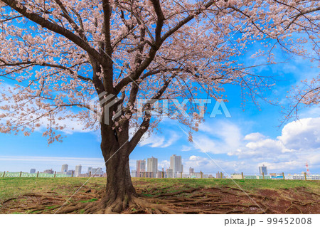 遠くに見えるビル群と一本の桜の木 99452008