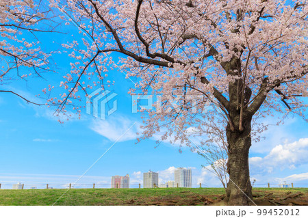 遠くに見えるビル群と一本の桜の木 遠くに見えるビル群と一本の桜の木 99452012