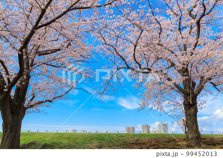 遠くに見えるビル群と桜の木 99452013