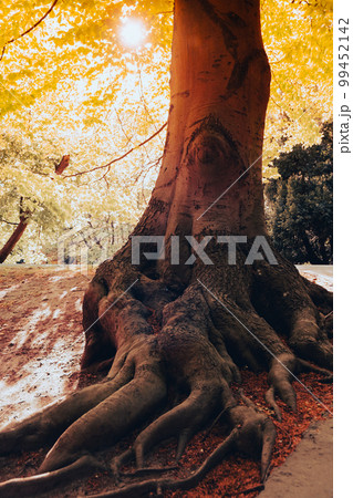 Tree root in the forest. Hollow old tree. Dead hollow oak tree. Devastated object continues to live. Sunny spring day large hollow in the tree trunk. Old damaged tree Tree root in the forest. Hollow old tree. Dead hollow oak tree. Devastated object continues to live. Sunny spring day large hollow in the tree trunk. Old damaged tree 99452142