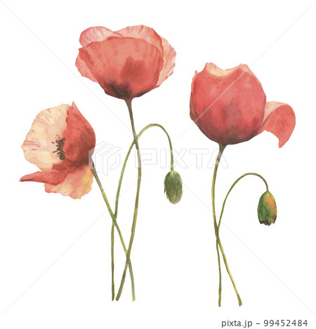 Set of red poppies, colorful flowers. Watercolor hand drawn illustration isolated on white background 99452484