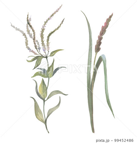 Watercolor green grass, herb isolated on white background. Different kind field grass, wild herb element collection. Hand drawn botanical plant parts Watercolor green grass, herb isolated on white background. Different kind field grass, wild herb element collection. Hand drawn botanical plant parts 99452486