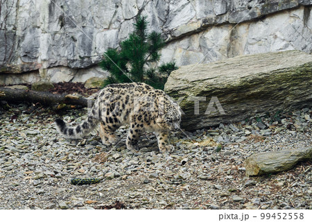 Snow Leopard resting in nature background. Panthera uncia potrait Snow Leopard resting in nature background. Panthera uncia potrait 99452558