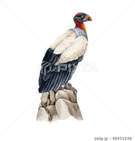 King vulture on the rocks illustration. Bird of prey watercolor image. Hand drawn realistic detailed Sarcoramphus papa exotic tropical South America native predator bird. King vulture illustration King vulture on the rocks illustration. Bird of prey watercolor image. Hand drawn realistic detailed Sarcoramphus papa exotic tropical South America native predator bird. King vulture illustration 99453248