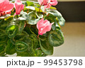 シクラメン 99453798