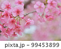 桜の花 99453899
