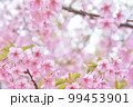 桜の花 99453901