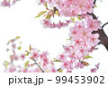 桜の花 99453902