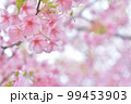 桜の花 99453903