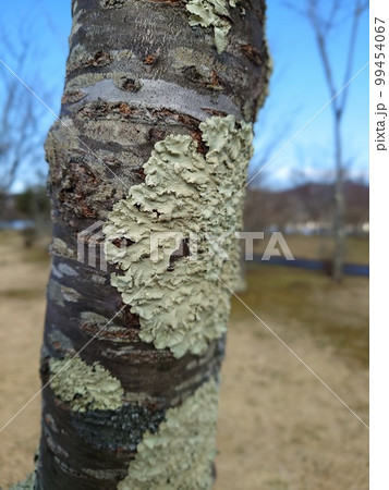桜の木に生えたウメノキゴケ 99454067