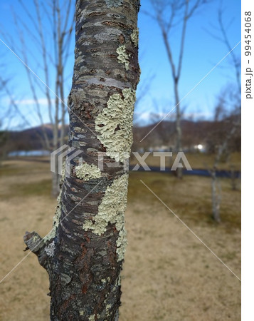 桜の木に寄生するウメノキゴケ 桜の木に寄生するウメノキゴケ 99454068
