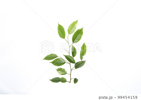 Concept of nature, leaves, isolated on white background 99454159