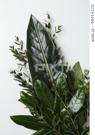 Concept of summertime, leaves, summer and nature concept Concept of summertime, leaves, summer and nature concept 99454170