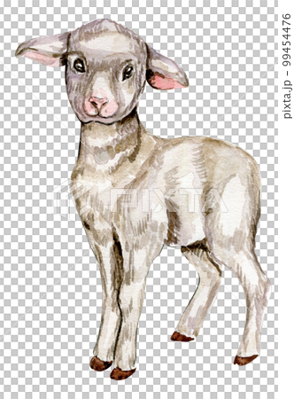 Watercolor hand drawn goatling . Watercolor illustration of farm animal. Hand drawn with watercolour on a white background. Perfect for wedding invitation, greetings card, posters. 99454476