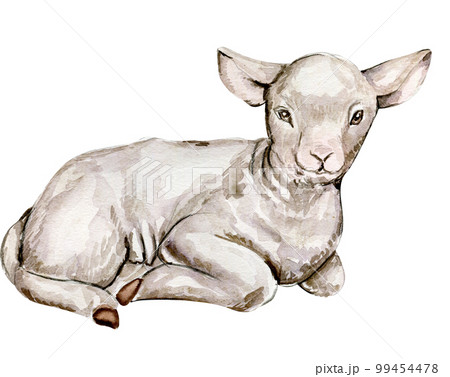 Watercolor hand drawn goatling . Watercolor illustration of farm animal. Hand drawn with watercolour on a white background. Perfect for wedding invitation, greetings card, posters. 99454478