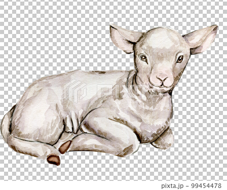 Watercolor hand drawn goatling . Watercolor illustration of farm animal. Hand drawn with watercolour on a white background. Perfect for wedding invitation, greetings card, posters. 99454478