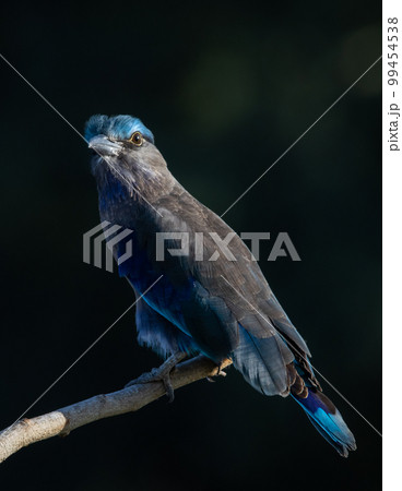 Indian Roller on the branch tree (Animal Portrait) 99454538