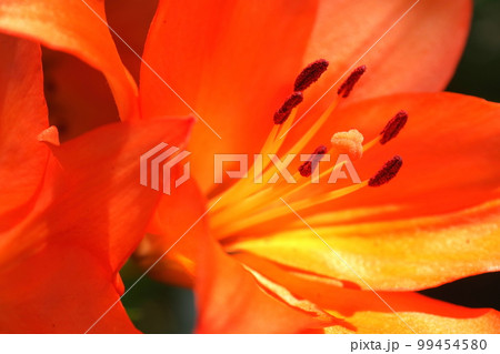 タイガーリリー2 タイガーリリー2 99454580