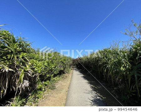 宮古島　海へと続く道　通り池への遊歩道 99454646