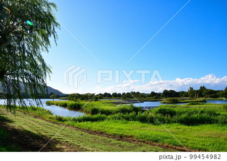 夏の上堰潟公園（新潟市） 99454982
