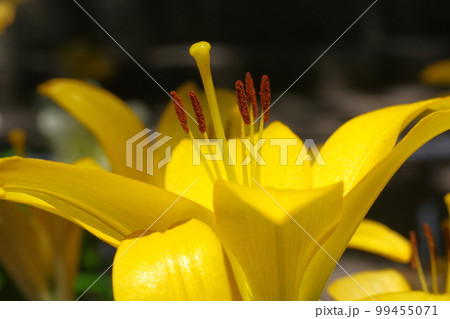 黄色いユリ3 黄色いユリ3 99455071