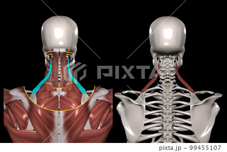人体の頚部筋肉（肩甲挙筋） 99455107