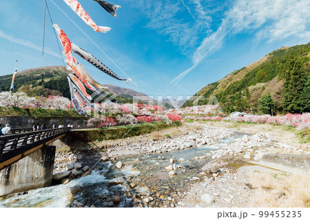 長野阿智村 月川温泉 花桃の郷の絶景 長野阿智村 月川温泉 花桃の郷の絶景 99455235