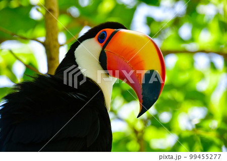 オニオオハシ 99455277