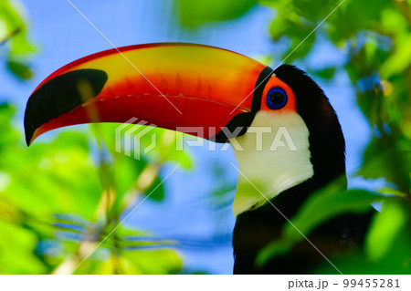 オニオオハシ 99455281