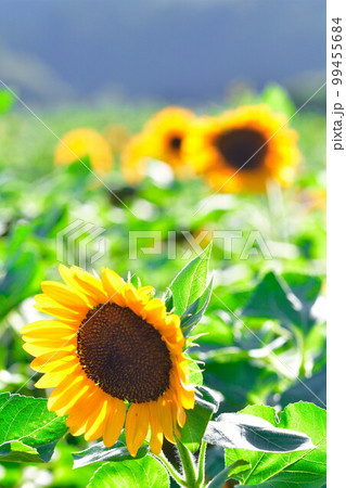 上堰潟公園のひまわり(新潟県) 上堰潟公園のひまわり(新潟県) 99455684