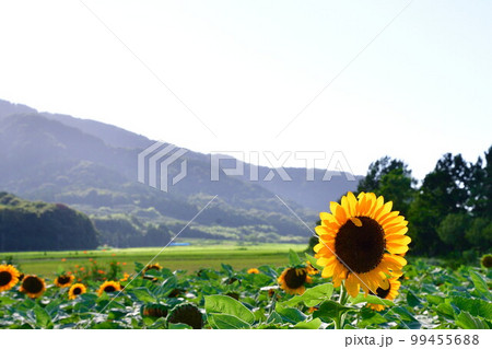 上堰潟公園のひまわり(新潟県) 上堰潟公園のひまわり(新潟県) 99455688