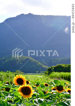 上堰潟公園のひまわり(新潟県) 上堰潟公園のひまわり(新潟県) 99455692