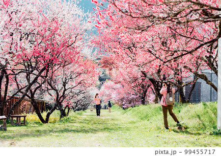 長野阿智村　月川温泉　花桃の郷の絶景 99455717