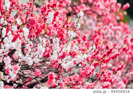 長野阿智村 月川温泉 花桃の郷の絶景 長野阿智村 月川温泉 花桃の郷の絶景 99456058