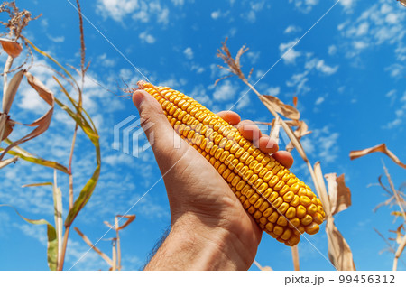 Golden corn in the hand under the blue sky. Ukrainian agricultural landscape. Golden corn in the hand under the blue sky. Ukrainian agricultural landscape. 99456312