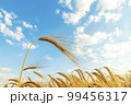 A field of golden color with ripe wheat and blue sky with clouds over it. Field of Southern Ukraine with a harvest. Ukrainian agriculture landscape. 99456317